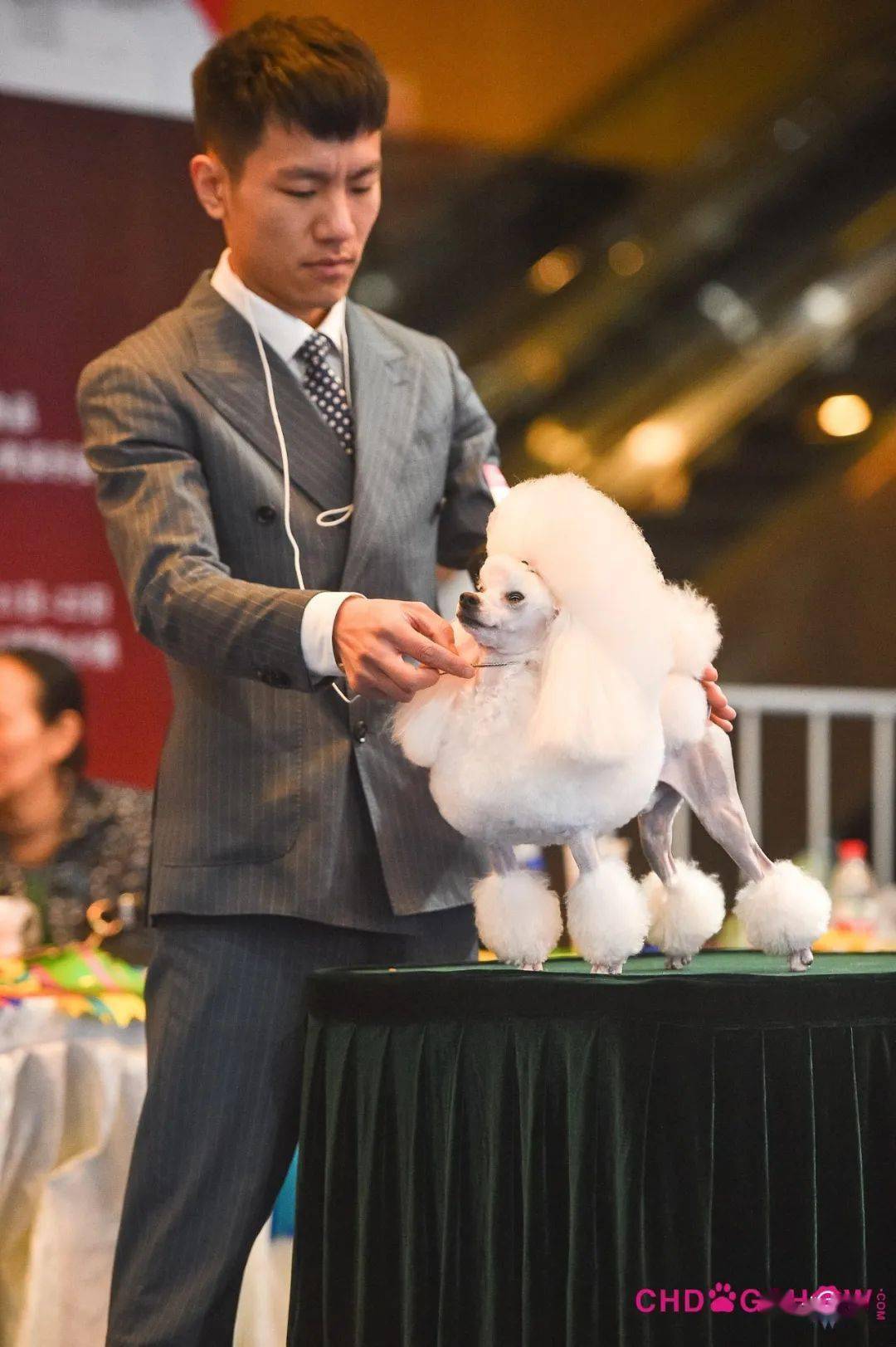 ch jewlbox blue moon diamond2贝林顿梗指导手杨凡犬主