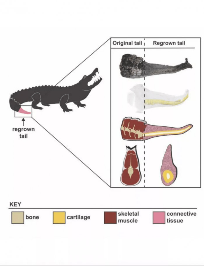 科学家发现短吻鳄幼鳄也具备有尾巴再生能力