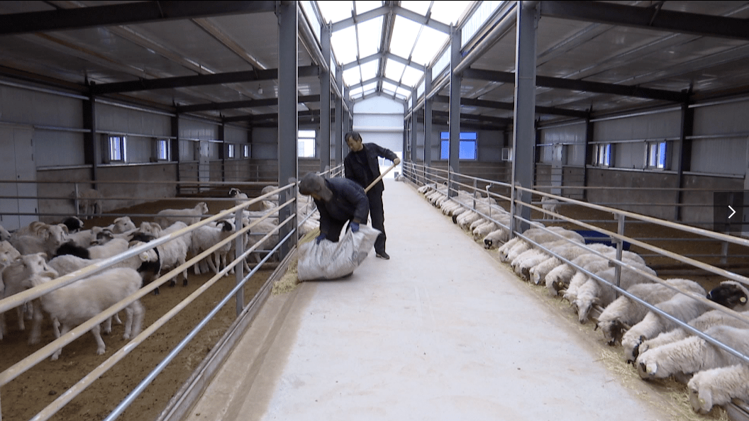 在何新庄村生态牧场的滩羊养殖圈棚里,今年9月份入栏的300多只育肥