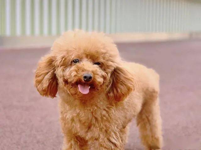 泰迪犬分为6种性格?快来带你家狗狗对号入座吧