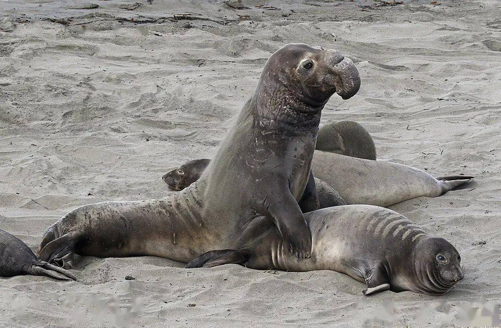 潜行家物种拍案惊绝的海洋动物性行为上