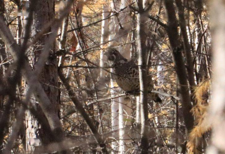大兴安岭飞龙的传说你们听说过吗67