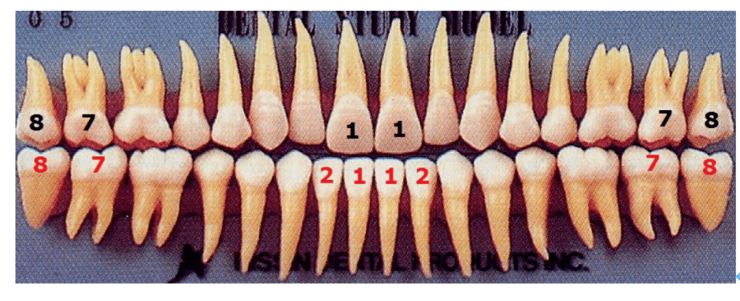 在没有缺失牙齿的口腔中,除下颌中切牙(红色1,左右各一颗)和上颌最后