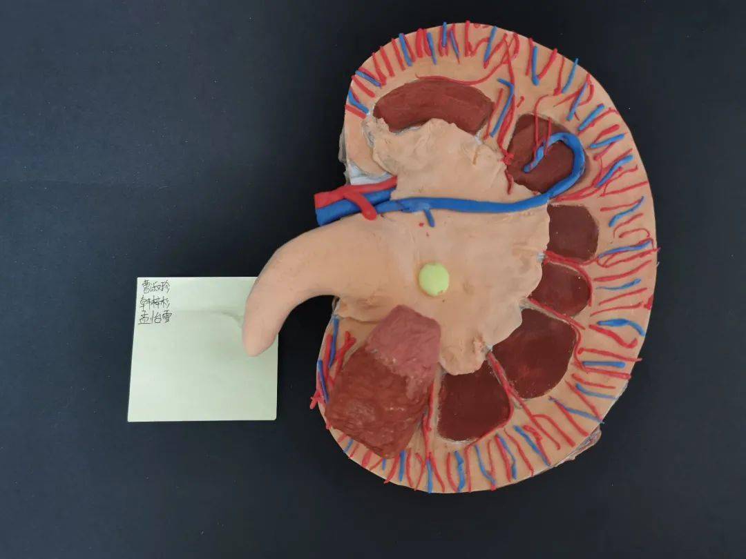 医学模型制作大赛作品图片