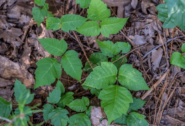 毒漆藤(图片来源:网络)moore博士建议任何需要与银橡树接触的工作人员