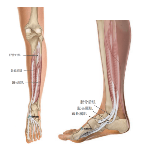 足内侧肌肉解剖图图片