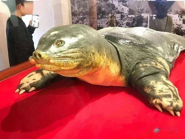 这只巨鳖帮军队打仗被视为国宝祥瑞