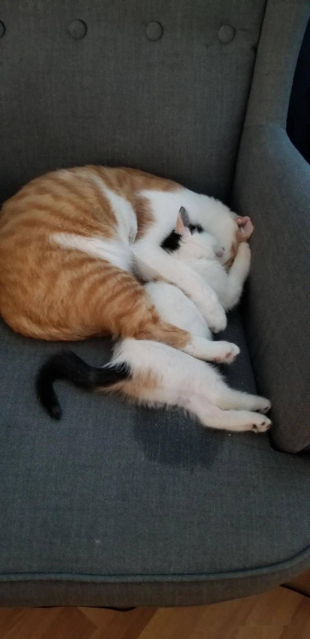 rosie从流浪儿到小公主