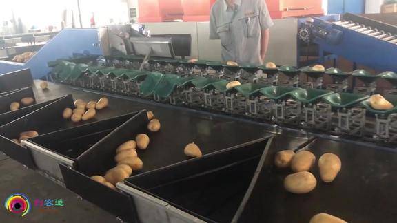 国产土豆分拣设备根据重量分拣背景音乐一响仿佛回到了童年