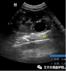猫多囊肾的超声表现