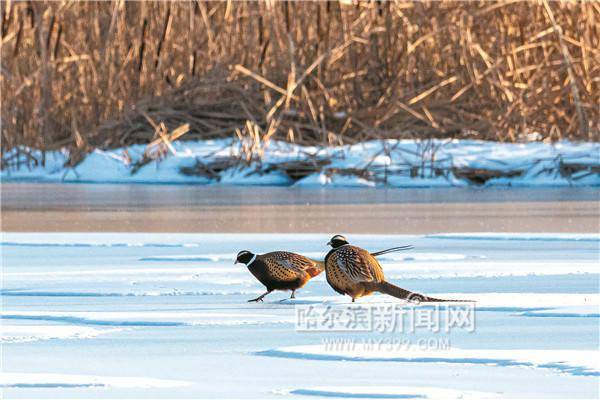 冰雪妖娆 雉鸡增色