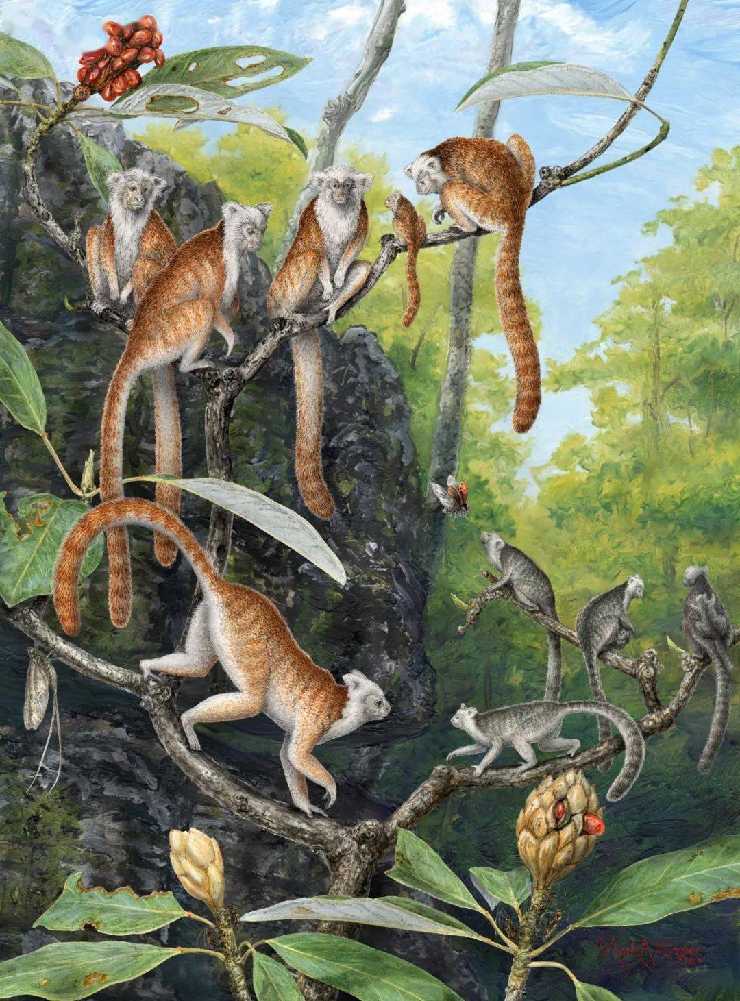 除了 中华曙猿化石,国家重点保护生物  桃花水母,  银缕梅和  香果树