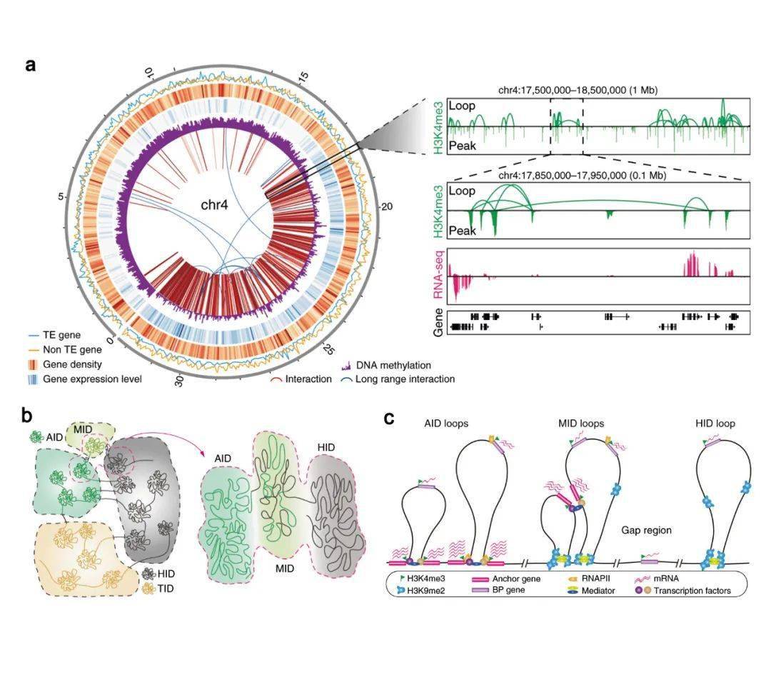 chia-pet和分析平台;利用三维基因组研究技术绘制了水稻活跃基因以及