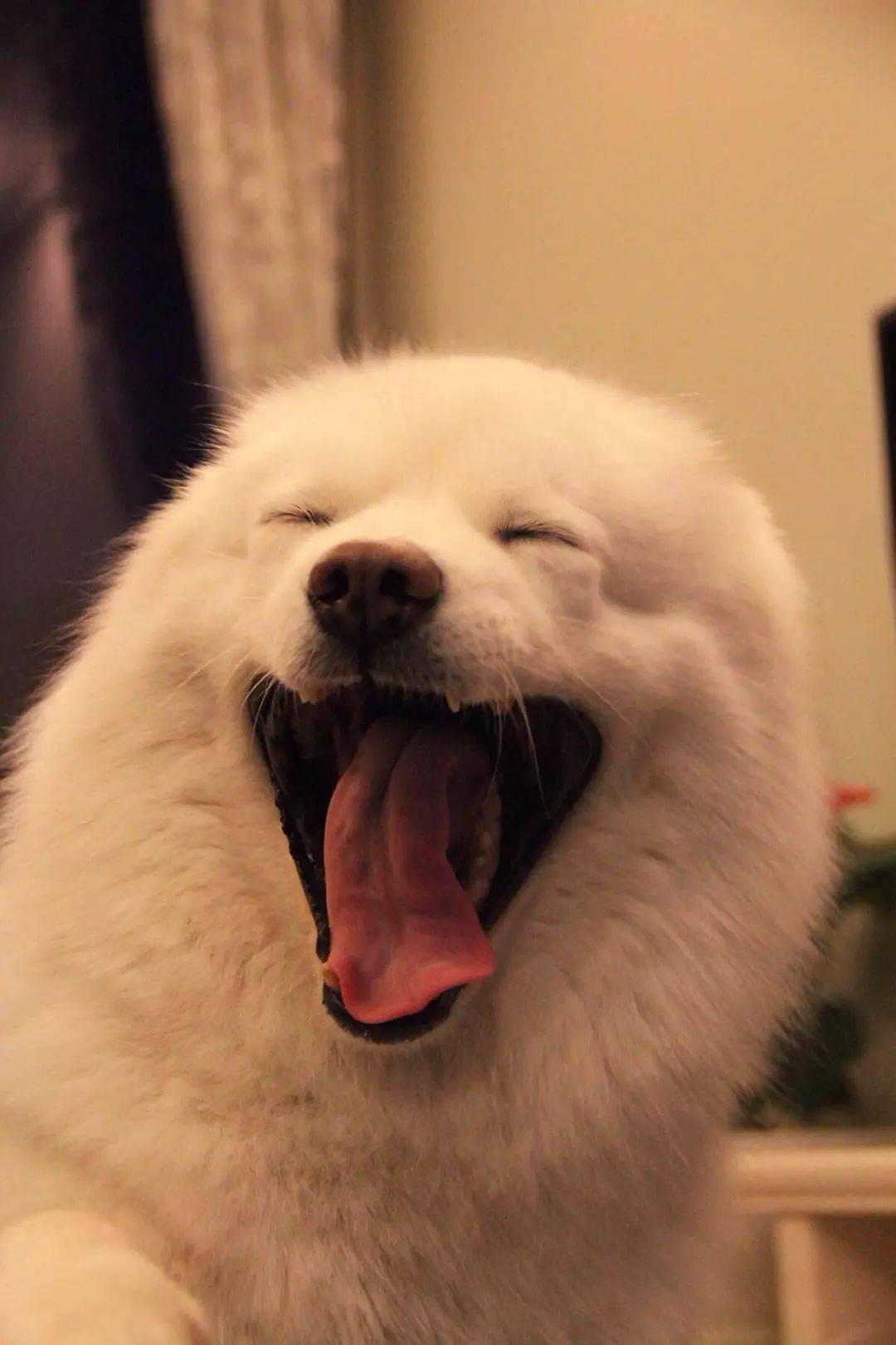 毛孩子打哈欠也会传染果然看完就困了