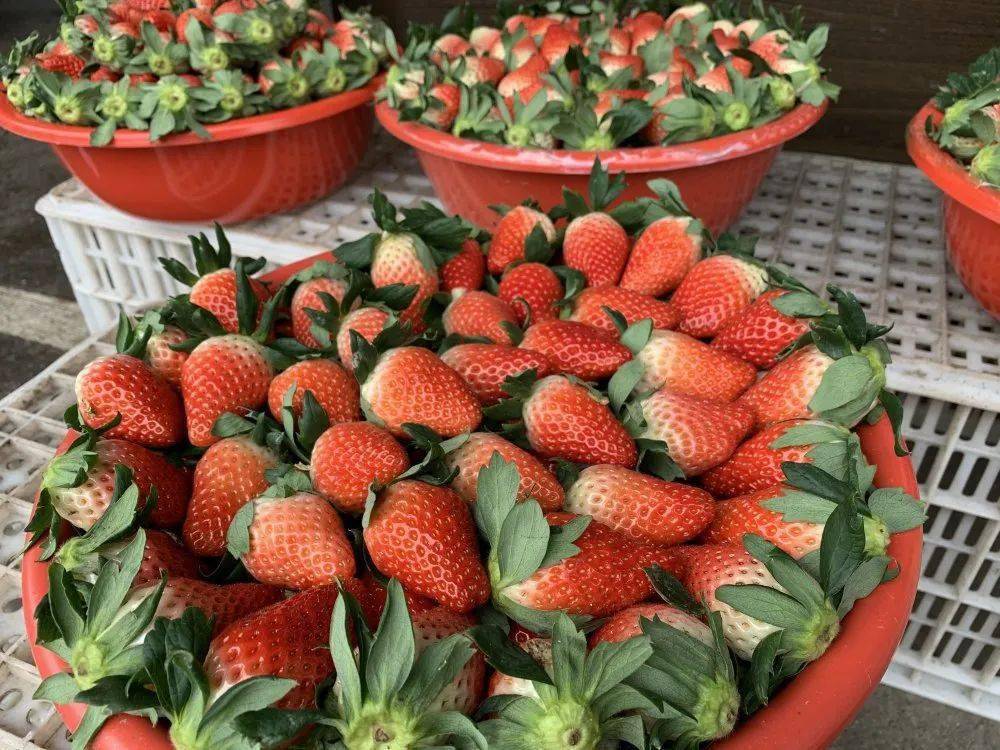 65元1斤诸暨这种水果上市