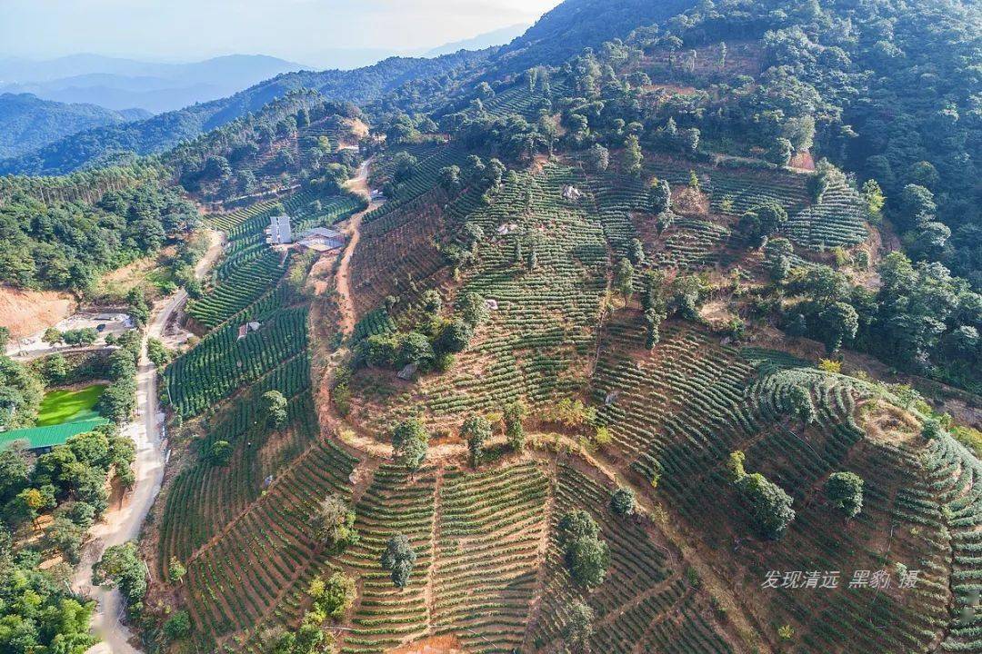 水泥公路在大罗山茶园嘎然而止,最后几百米弯道急,坡度较大.