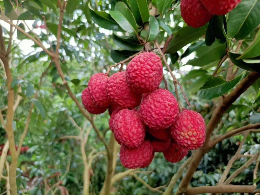 【我在广东奔小康】荔枝梦 致富梦——东莞荔枝网销带头人钟绍强