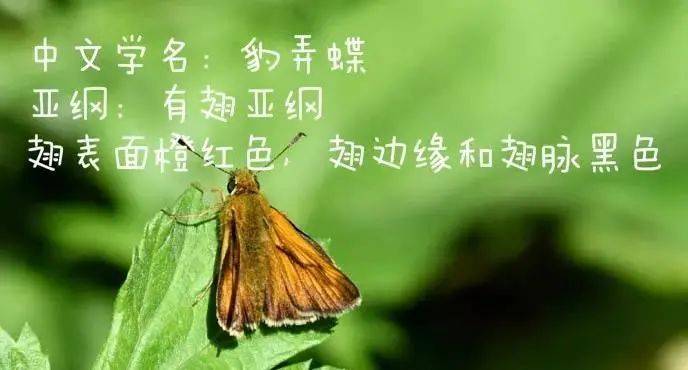 3)以成蟲的狀態:瓢蟲,蚊子,螞蟻2)以幼蟲的狀態:螟蟲1)以卵的狀態