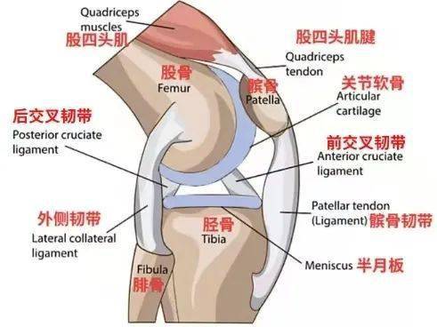 膝盖疼痛区域图图片