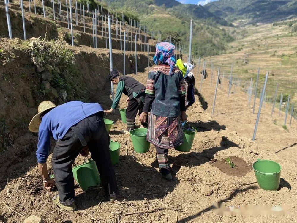 走進基地,只見村民們有的搬運百香果苗,有的種植百香果苗,有的給百香