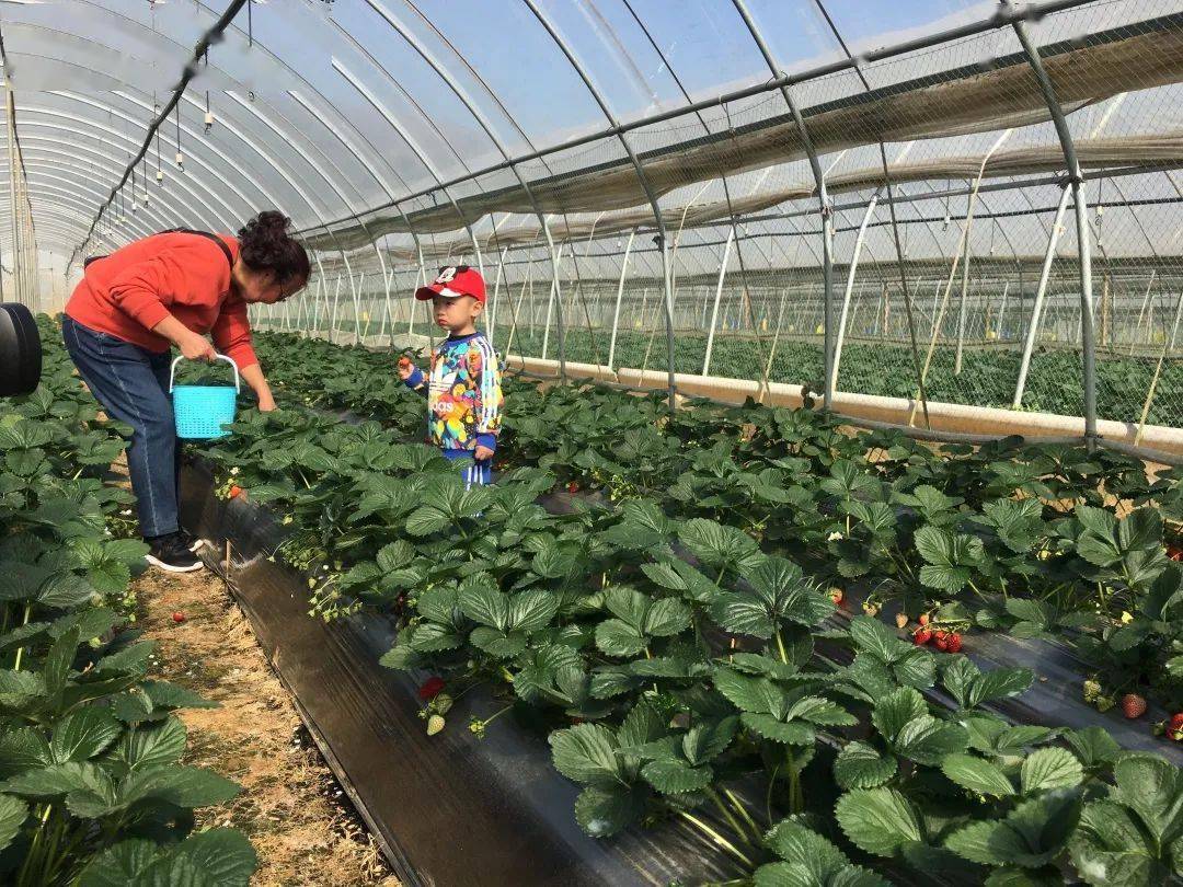 周末到草莓熟昆明西山的草莓可以采摘了