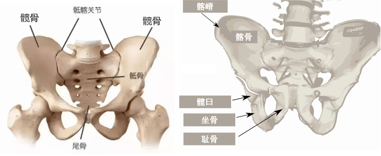 骶骨由5块骶椎融合而成;每块髋骨则由髂(qià)骨,坐骨和耻骨3部分组成