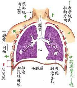 人体呼吸全过程循环图图片