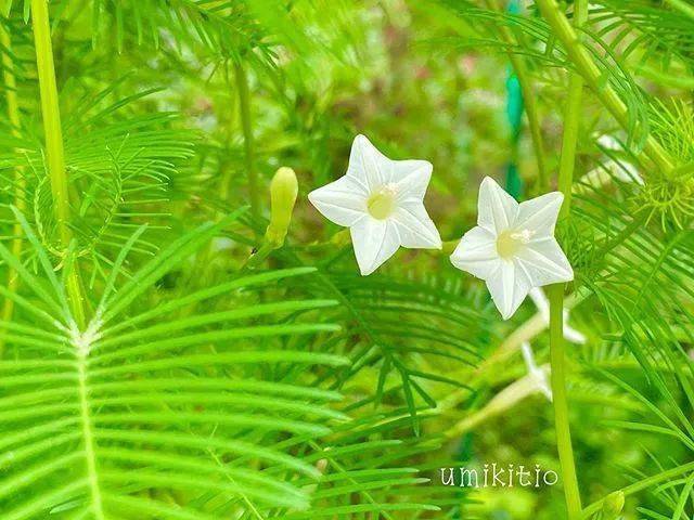 儿时的星星花一棵爬满你家整个篱笆墙