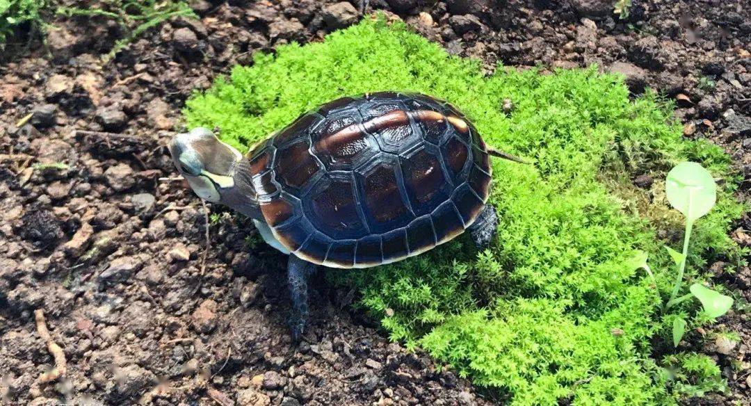 如何飼養才能讓黃緣閉殼龜食蛇龜的品相有更高的觀賞性