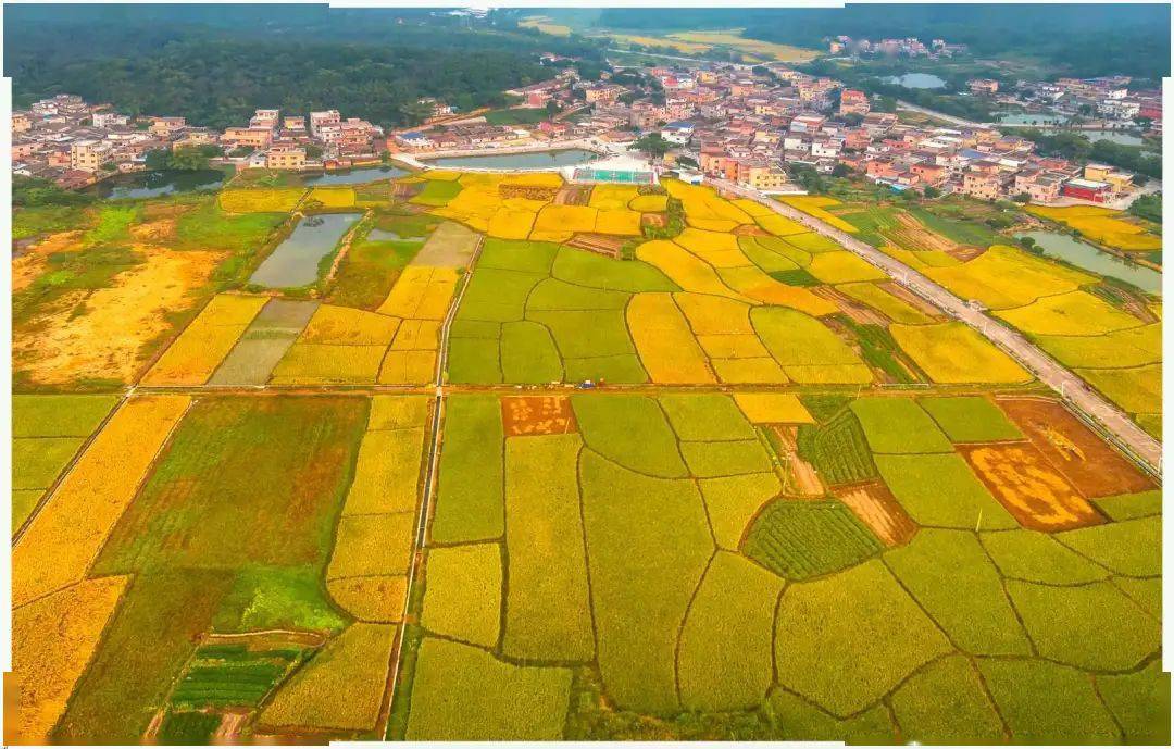 来源:址山乡情照片来源:鹤山市融媒中心,址山镇党政办,游隼视觉,任家