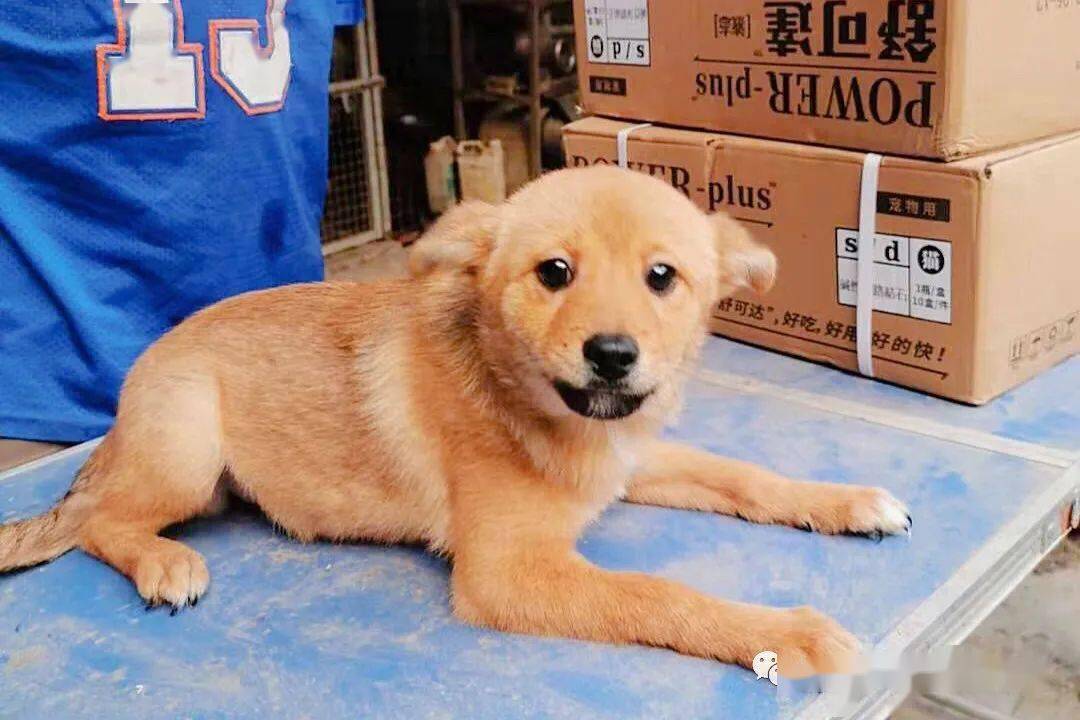 领养代替购买1128福州线上宠物领养活动