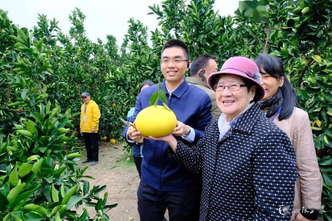 海上千春 柚见芬芳 2020玉环文旦旅游节隆重开幕!
