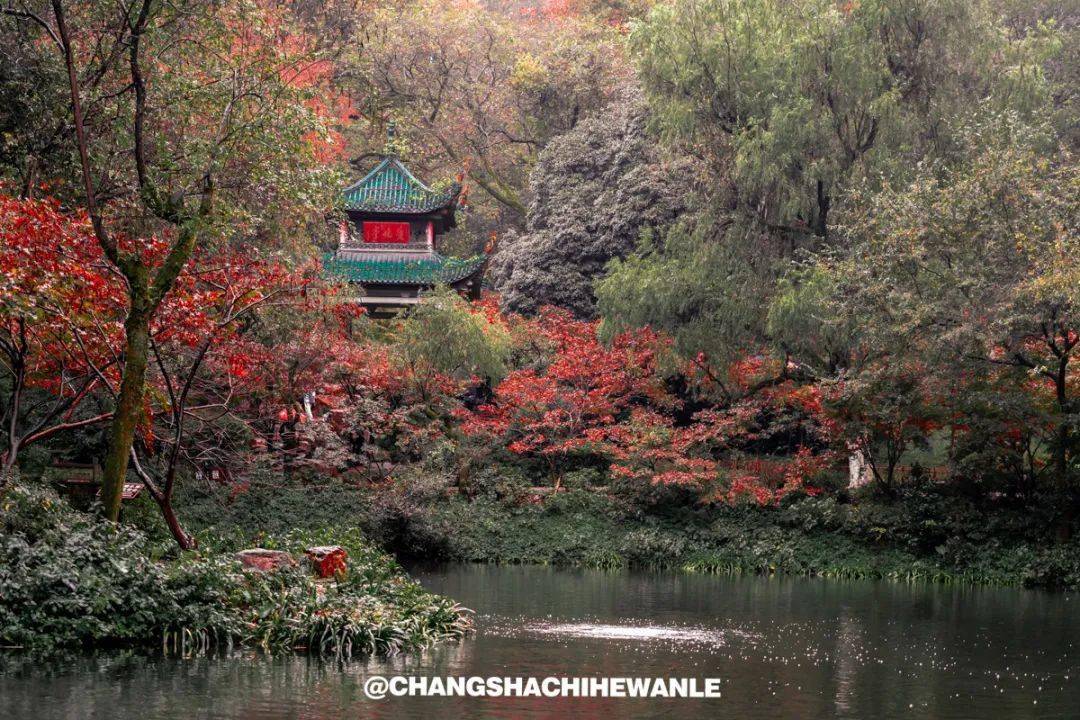 终于,枫叶红了!长沙绝美赏枫地,看遍万种枫情