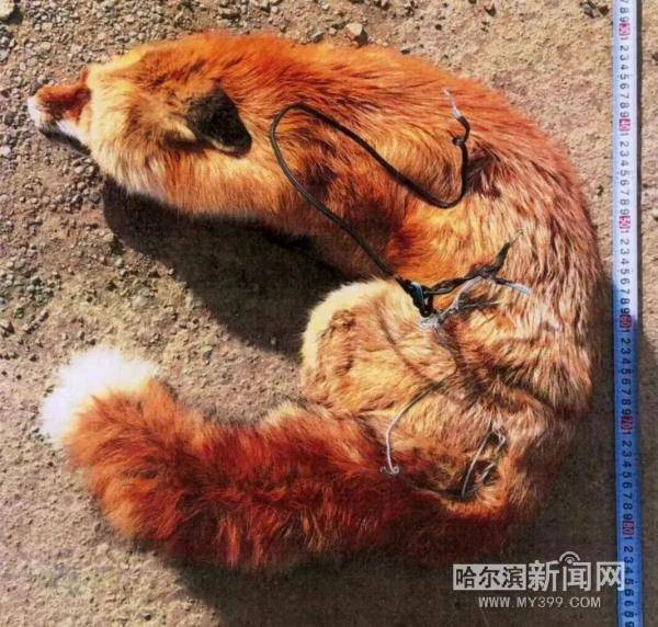 下套猎杀一只赤狐,男子被判刑 缴纳赔偿金