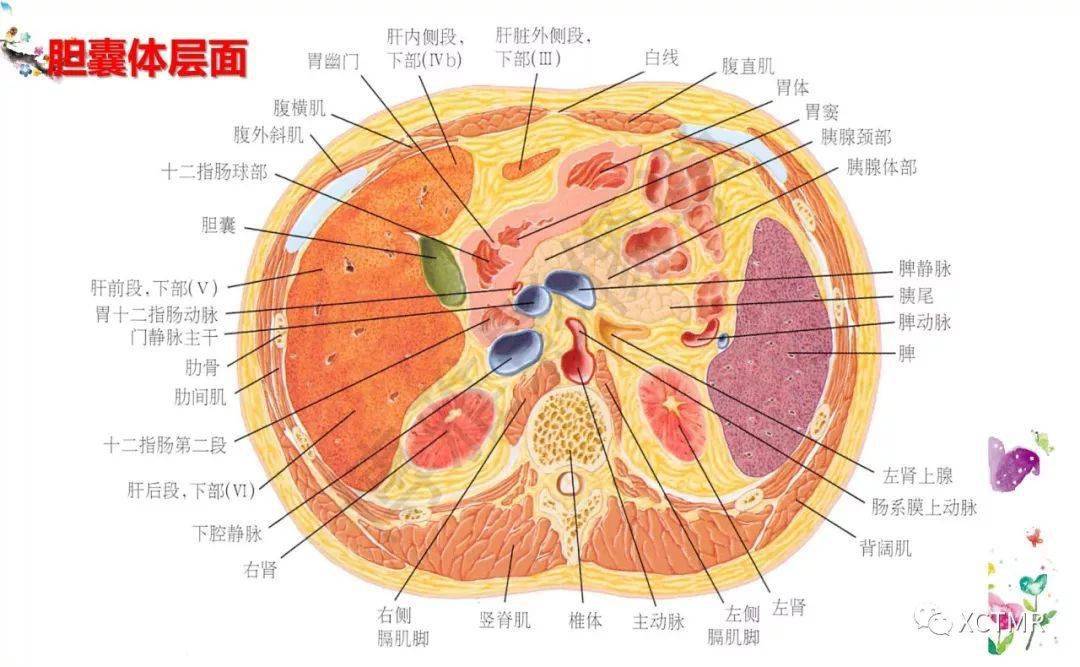 收藏丨肝脏分叶分段的影像解剖