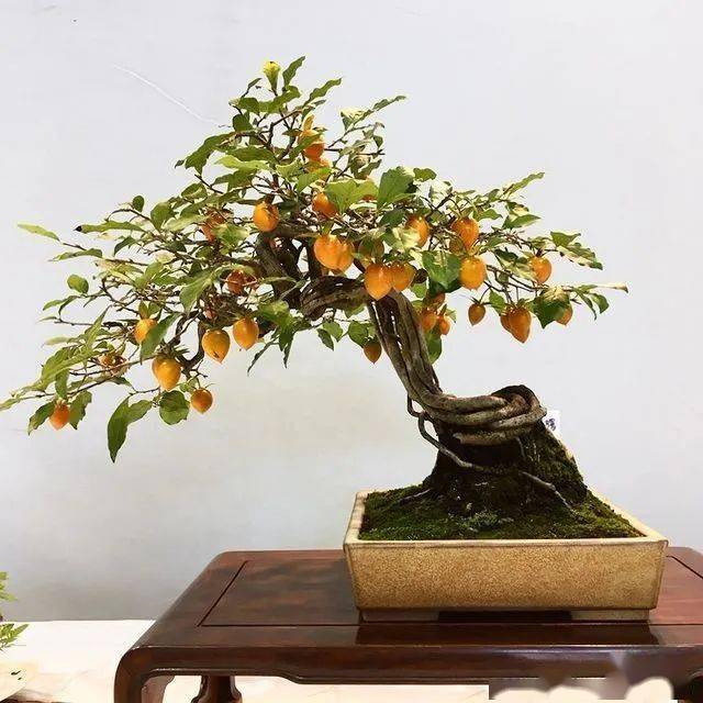 家里种上一棵柿子树,不仅能赏花赏果,也预示日子过得如红柿一般红红