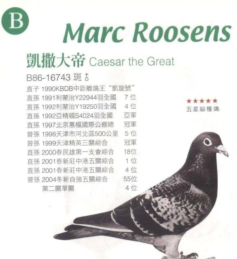 比利时凯撒大帝号自身没有赛绩却作育多羽鸽王