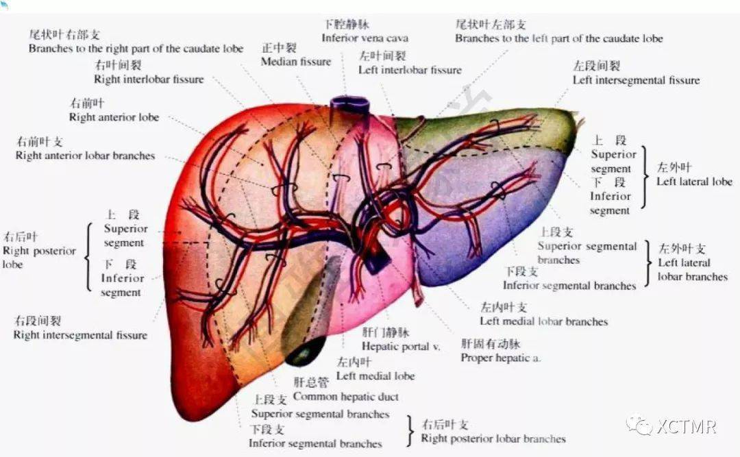 收藏丨肝脏分叶分段的影像解剖