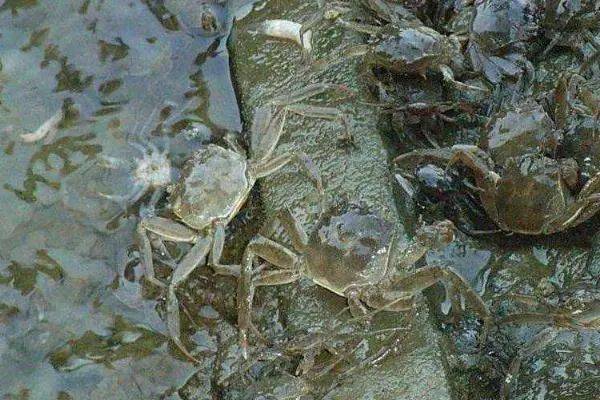 池塘养蟹为什么变懒了养蟹老手告诉你答案