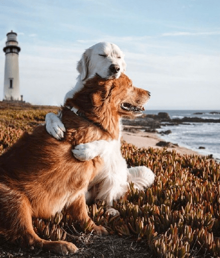 国外两只狗狗旅途相伴超有爱,画面暖心