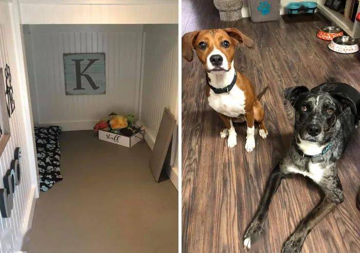 What is the coolest thing you have done for dogs?  These answers make netizens sour