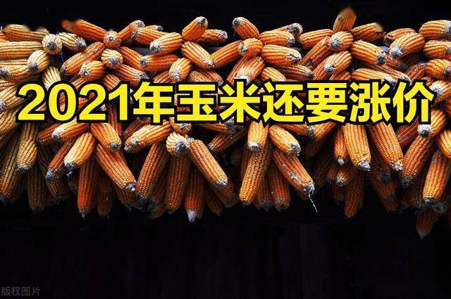 玉米價格大漲!創8年新高!最新預測:2021年突破1.4元