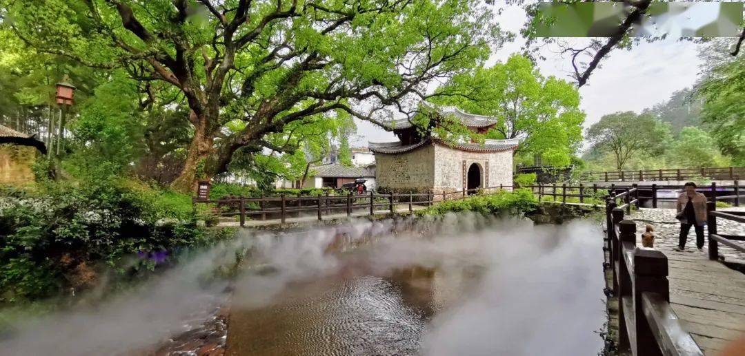 千年樟樹群的歷史人文底蘊一個區的全域旅遊④