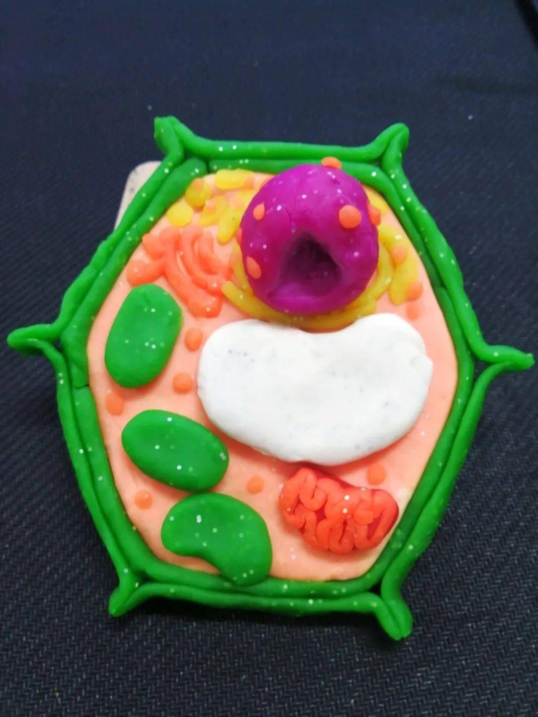 生物学科活动之二细胞模型网络评选又又投票了