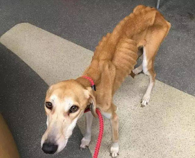 在它最瘦的时候被主人抛弃,好心收留,一个月逆袭!_威廉