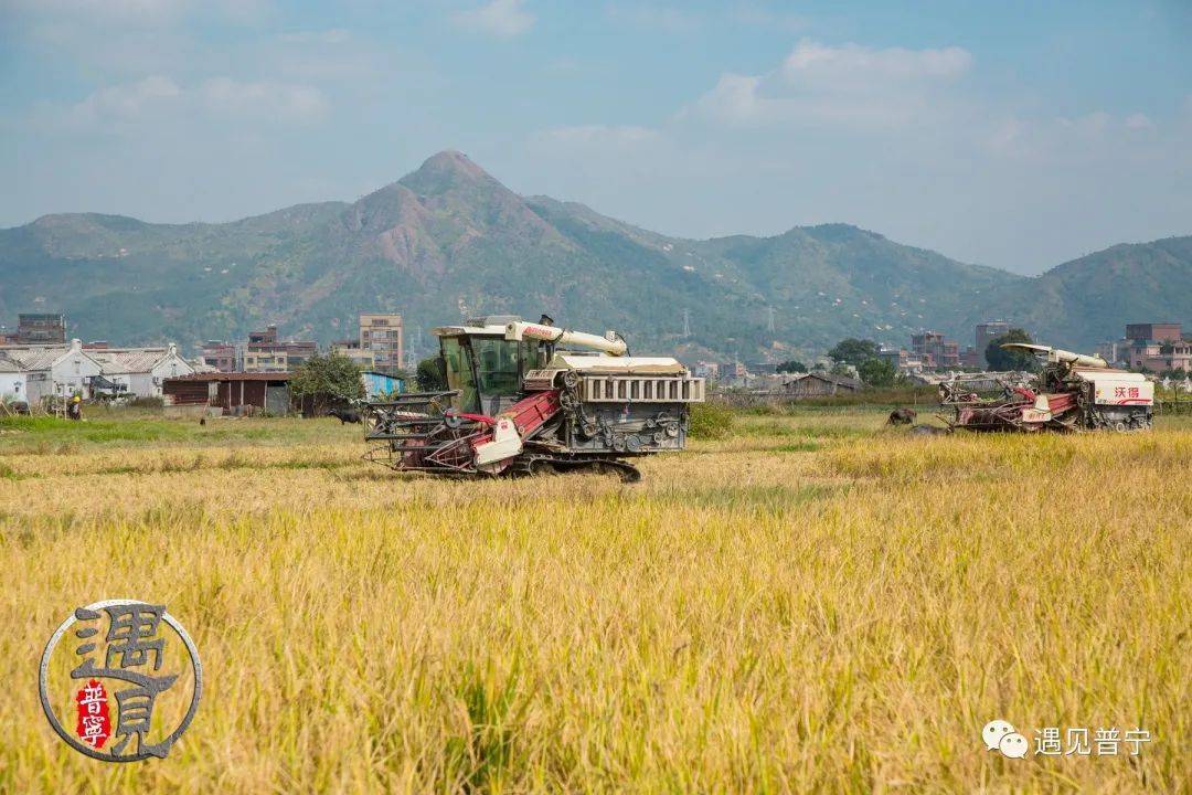 光南村稻田黄了