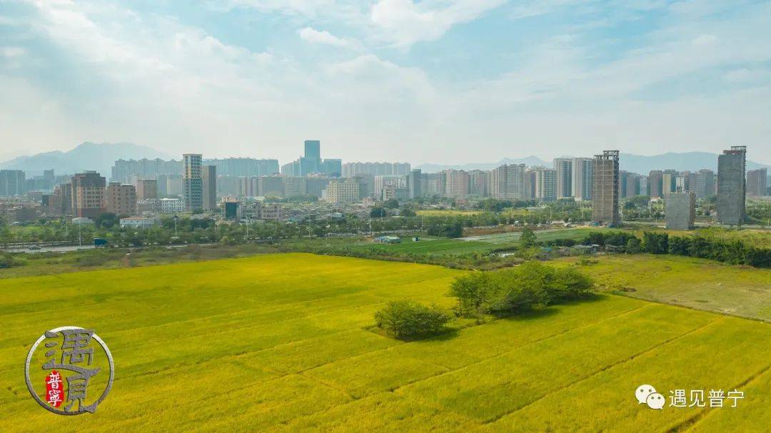 光南村稻田黄了