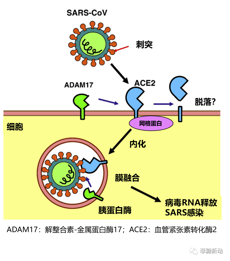 sars-cov-2与sars-cov均属于β冠状病毒,同样通过ace2受体进入细胞.