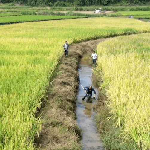 仁 厚金黄的稻田,松软的泥田手指间的鱼儿游离,翻滚跳跃……秋日的