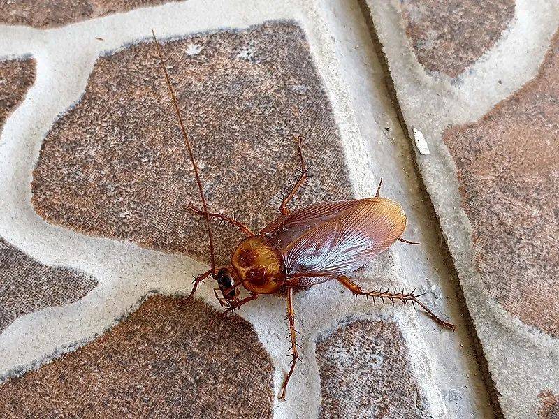 北方的蟑螂是普通怪,南方的蟑螂是精英怪